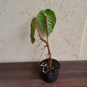 #59 Philodendron Majestic