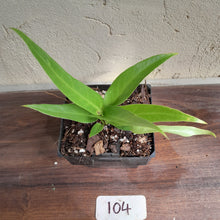 Load image into Gallery viewer, #104 Anthurium Pseudospectabile x