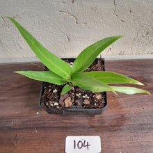 Load image into Gallery viewer, #104 Anthurium Pseudospectabile x