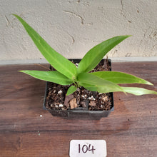 Load image into Gallery viewer, #104 Anthurium Pseudospectabile x