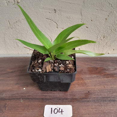 #104 Anthurium Pseudospectabile x