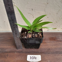 Load image into Gallery viewer, #104 Anthurium Pseudospectabile x