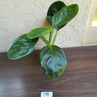 #R70 Philodendron Palaciosii