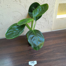 Load image into Gallery viewer, #R70 Philodendron Palaciosii