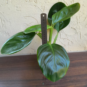 #R70 Philodendron Palaciosii