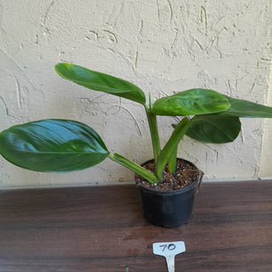 #R70 Philodendron Palaciosii