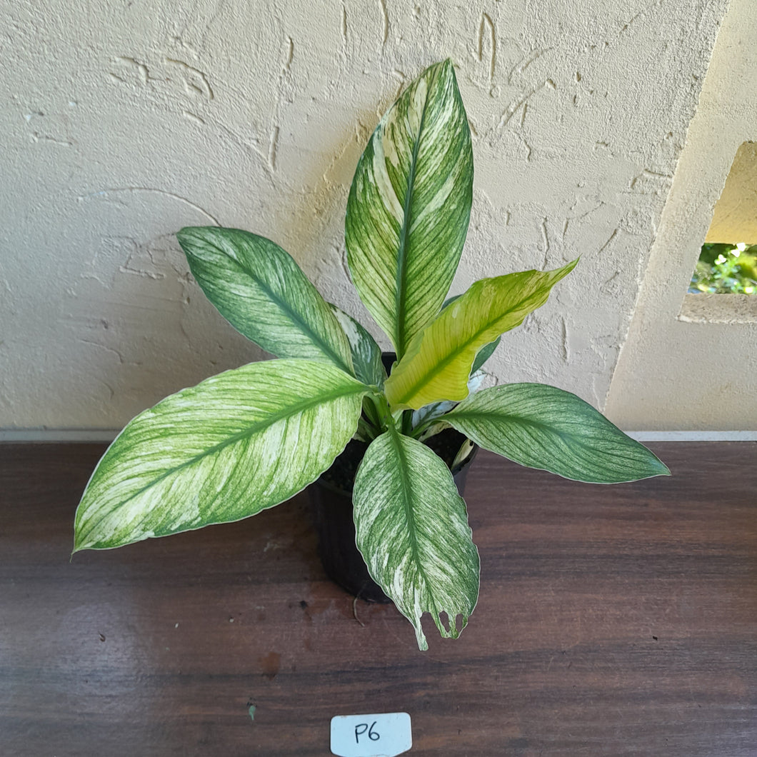 #P6 Variegated Spathiphyllum Sensation