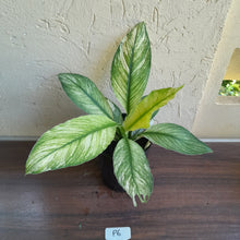 Load image into Gallery viewer, #P6 Variegated Spathiphyllum Sensation