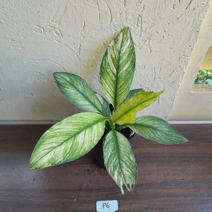#P6 Variegated Spathiphyllum Sensation