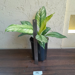 #P6 Variegated Spathiphyllum Sensation