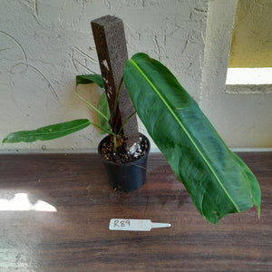 #R89 Two x Headed Philodendron Patriciae