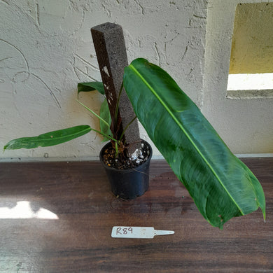 #R89 Two x Headed Philodendron Patriciae
