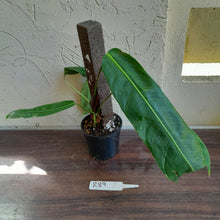 Load image into Gallery viewer, #R89 Two x Headed Philodendron Patriciae