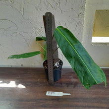 Load image into Gallery viewer, #R89 Two x Headed Philodendron Patriciae