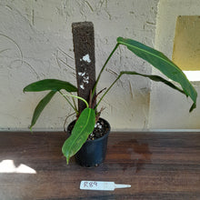 Load image into Gallery viewer, #R89 Two x Headed Philodendron Patriciae