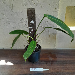 #R89 Two x Headed Philodendron Patriciae