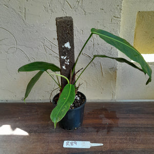 #R89 Two x Headed Philodendron Patriciae