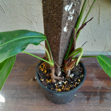 Load image into Gallery viewer, #R89 Two x Headed Philodendron Patriciae