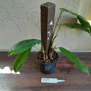 #R89 Two x Headed Philodendron Patriciae