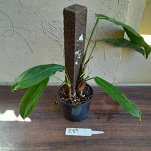 Load image into Gallery viewer, #R89 Two x Headed Philodendron Patriciae