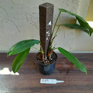 #R89 Two x Headed Philodendron Patriciae