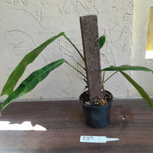 Load image into Gallery viewer, #R89 Two x Headed Philodendron Patriciae