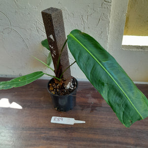 #R89 Two x Headed Philodendron Patriciae