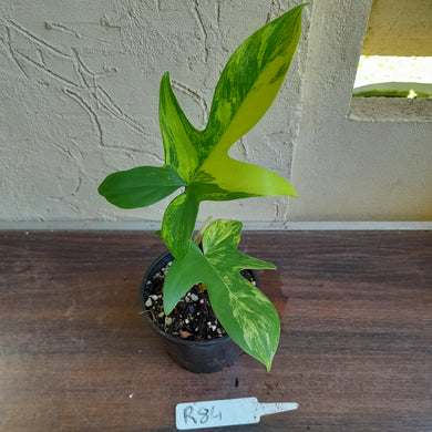 #R84 Philodendron Florida Beauty