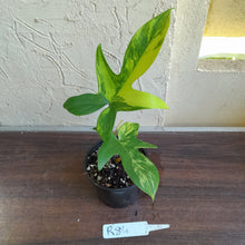 Load image into Gallery viewer, #R84 Philodendron Florida Beauty