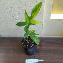 Load image into Gallery viewer, #R84 Philodendron Florida Beauty