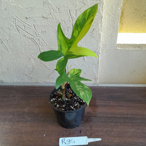 #R84 Philodendron Florida Beauty