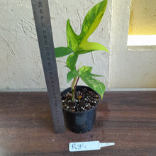 Load image into Gallery viewer, #R84 Philodendron Florida Beauty