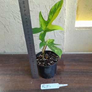 #R84 Philodendron Florida Beauty