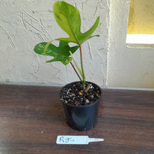 Load image into Gallery viewer, #R84 Philodendron Florida Beauty