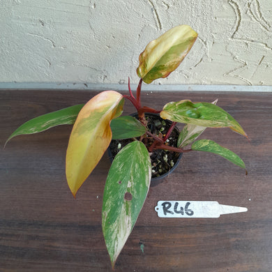 #R46 Two x Headed Philodendron Strawberry Shake