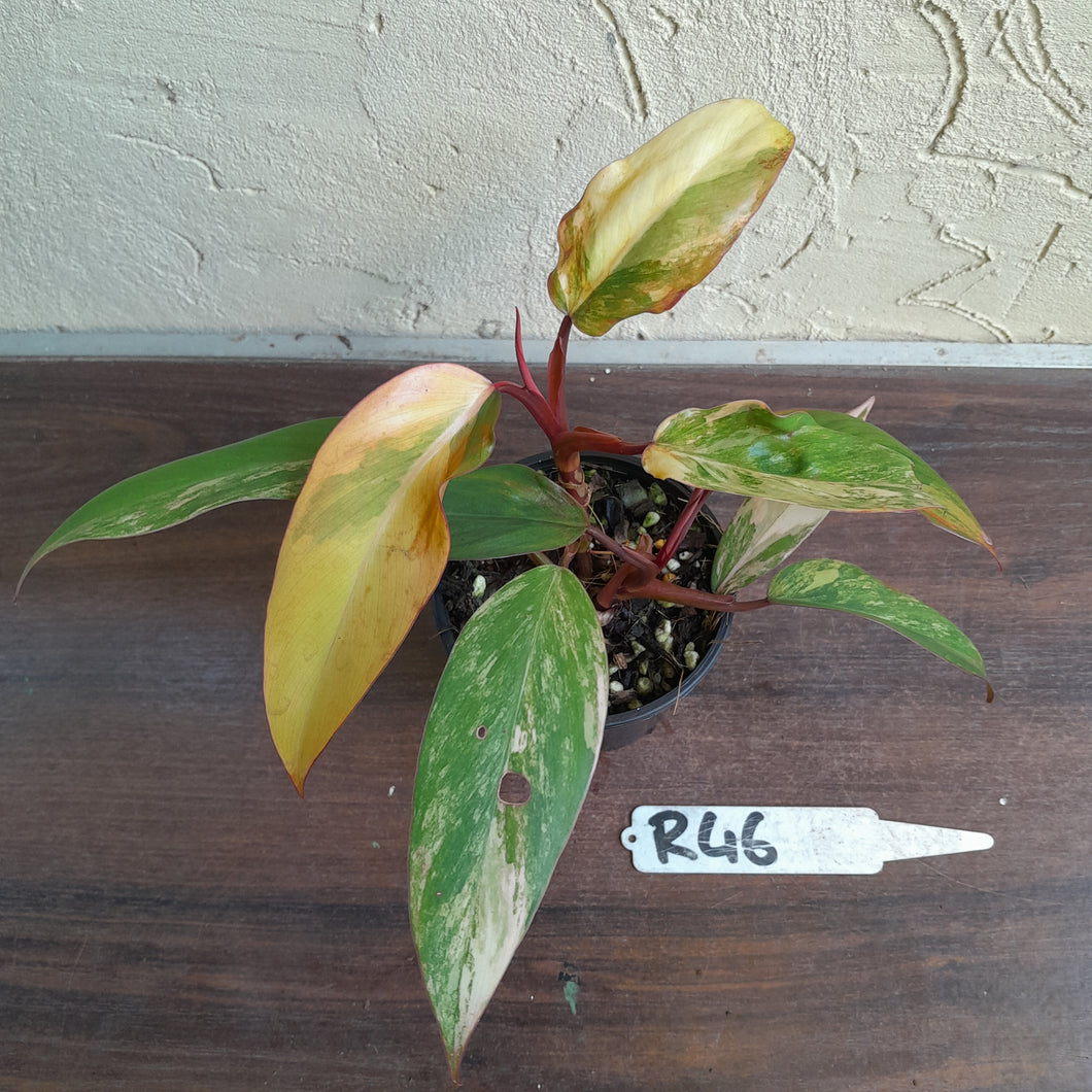 #R46 Two x Headed Philodendron Strawberry Shake