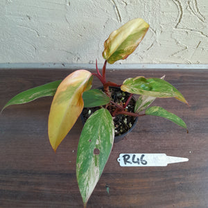 #R46 Two x Headed Philodendron Strawberry Shake