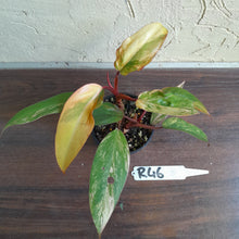 Load image into Gallery viewer, #R46 Two x Headed Philodendron Strawberry Shake