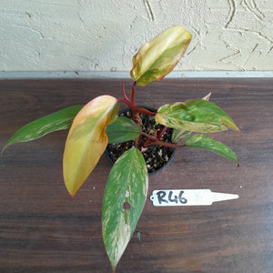 #R46 Two x Headed Philodendron Strawberry Shake