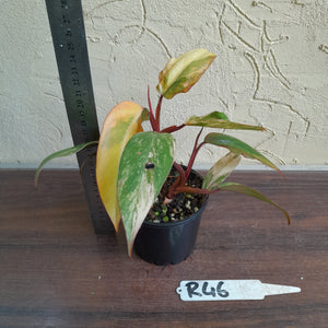#R46 Two x Headed Philodendron Strawberry Shake