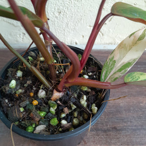 #R46 Two x Headed Philodendron Strawberry Shake