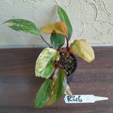 Load image into Gallery viewer, #R46 Two x Headed Philodendron Strawberry Shake