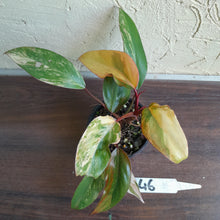 Load image into Gallery viewer, #R46 Two x Headed Philodendron Strawberry Shake