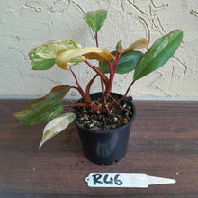 Load image into Gallery viewer, #R46 Two x Headed Philodendron Strawberry Shake