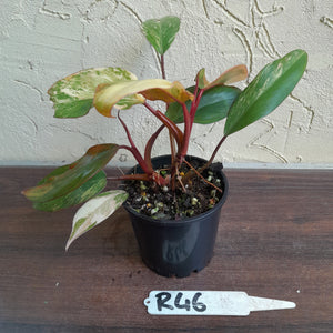 #R46 Two x Headed Philodendron Strawberry Shake