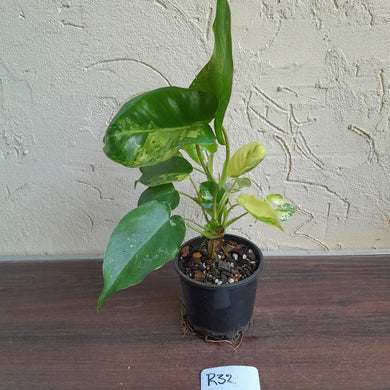 #R32 Variegated Philodendron Burle Marx