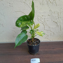 Load image into Gallery viewer, #R32 Variegated Philodendron Burle Marx