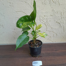 Load image into Gallery viewer, #R32 Variegated Philodendron Burle Marx