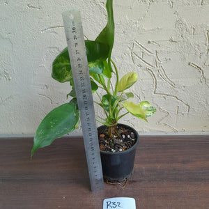 #R32 Variegated Philodendron Burle Marx
