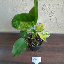 Load image into Gallery viewer, #R32 Variegated Philodendron Burle Marx